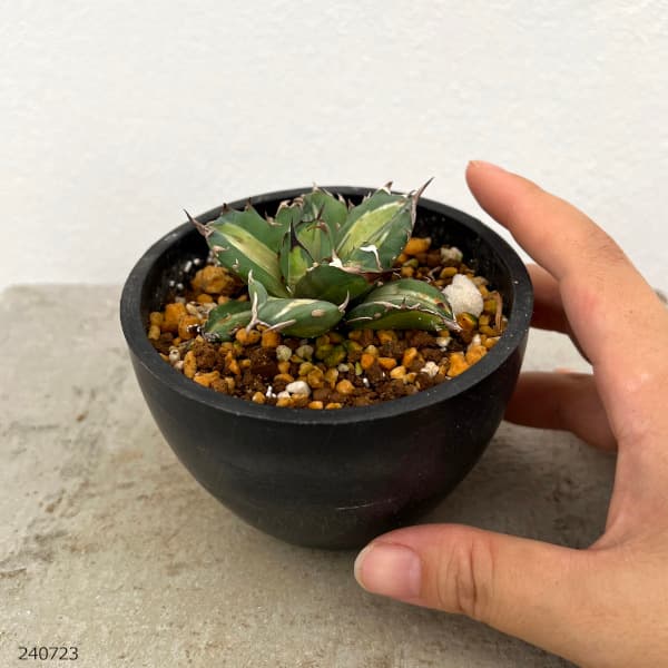 園芸ネット本店｜アガベ：チタノタ No.1白中斑 3号鉢植え23-01 の通販