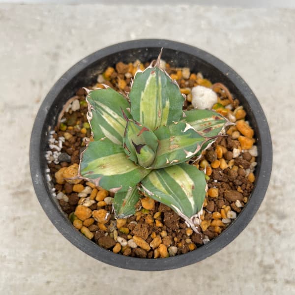 園芸ネット本店｜アガベ：チタノタ No.1白中斑 3号鉢植え23-01 の通販