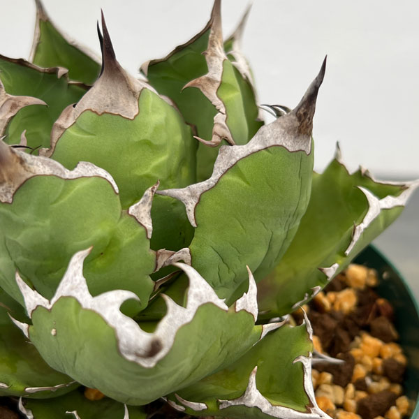 園芸ネット本店｜アガベ：チタノタ 姫巌竜 5号鉢植え23-02 の通販【公式】