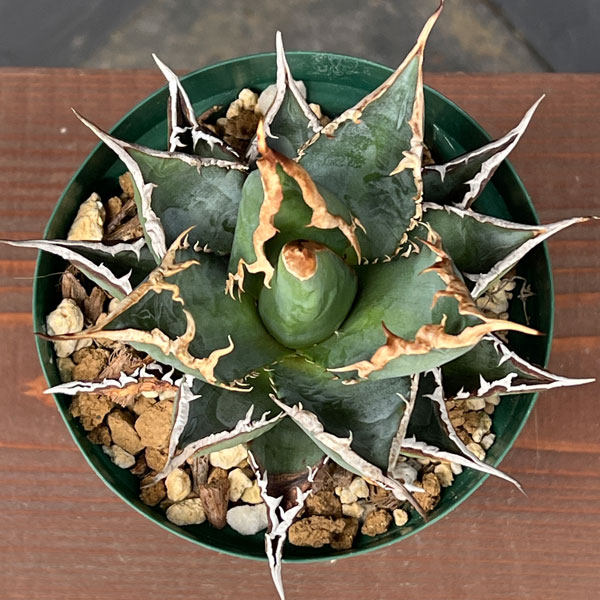 園芸ネット本店｜アガベ：チタノタ 海王 4号鉢植え23-03 の通販【公式】