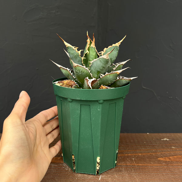 園芸ネット本店｜アガベ：チタノタ 海王 4号鉢植え23-03 の通販【公式】