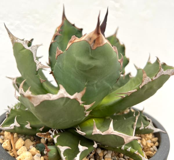 園芸ネット本店｜アガベ：チタノタ 姫巌竜 5号鉢植え23-01 の通販【公式】