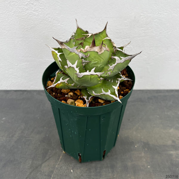 園芸ネット本店｜アガベ：チタノタ クラブ（＆#34691;蟹） 5号鉢植え23