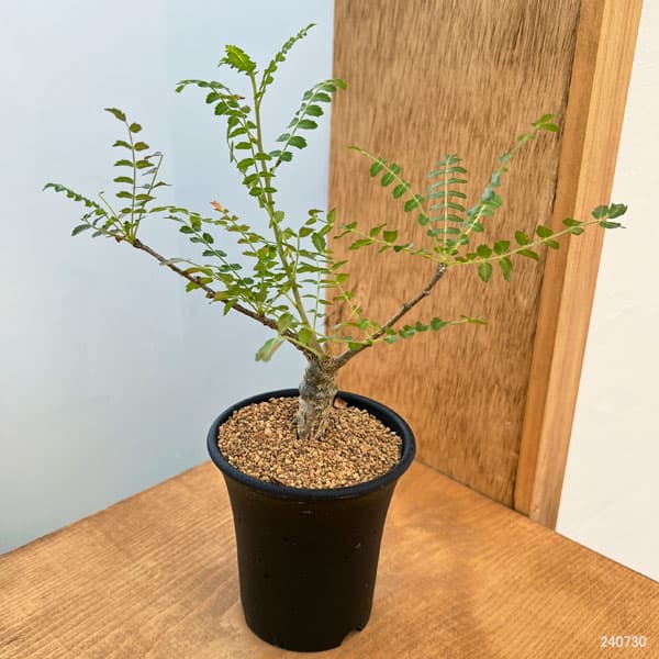 園芸ネット本店｜ボスウェリア：ネグレクタ 2.5号鉢植え の通販【公式】