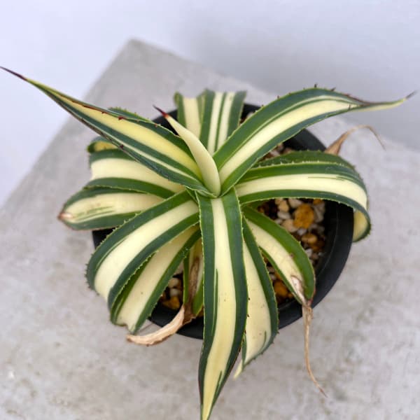 園芸ネット本店｜アガベ：フィリフェラ 藍光黄中斑（発根済み） 2.5号