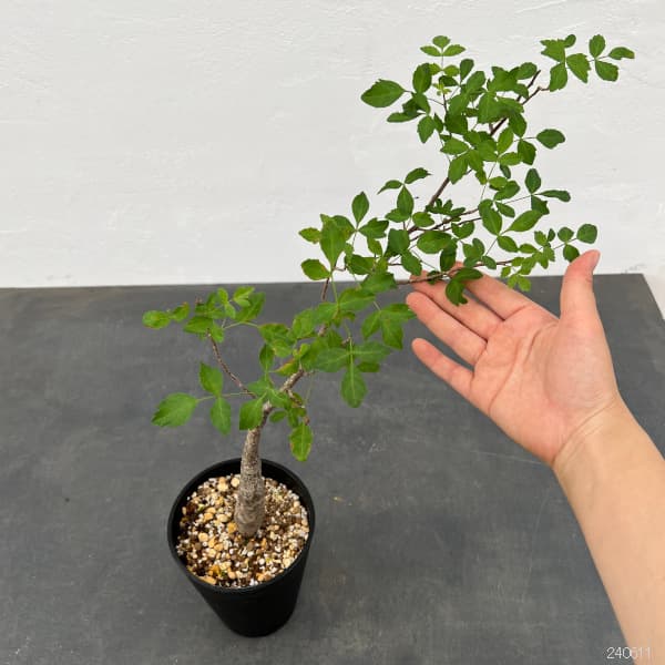 園芸ネット本店｜[送料無料]ブルセラ：ファガロイデス 4号鉢植え23-02