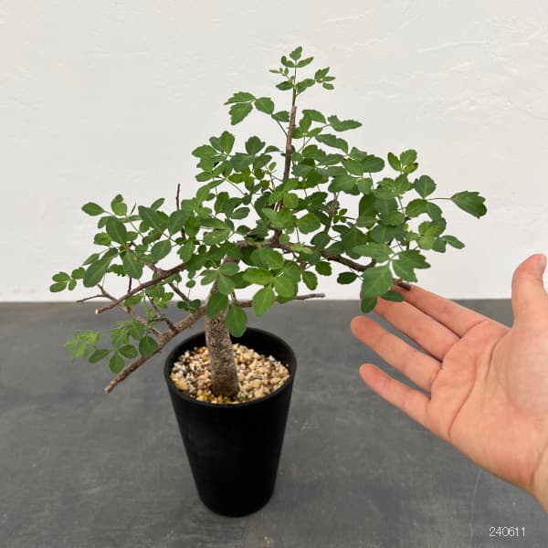 園芸ネット本店｜ブルセラ：ファガロイデス（発根済） 4号鉢植え23-01