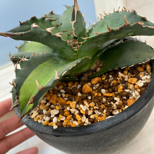 園芸ネット本店｜[送料無料]アガベ：チタノタ 狂刺夕映中斑（発根済