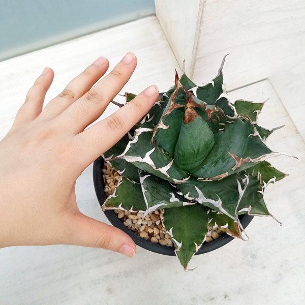 園芸ネット本店｜アガベ：チタノタ ソーラーエクリプス（紅葉No.1） 5