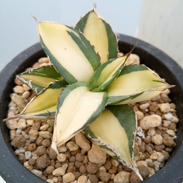 園芸ネット本店｜アガベ：チタノタ No.1 白中斑（発根済） 3号鉢植え23