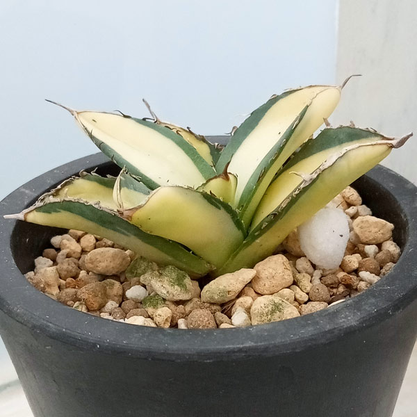 園芸ネット本店｜アガベ：チタノタ No.1 白中斑（発根済） 3号鉢植え23