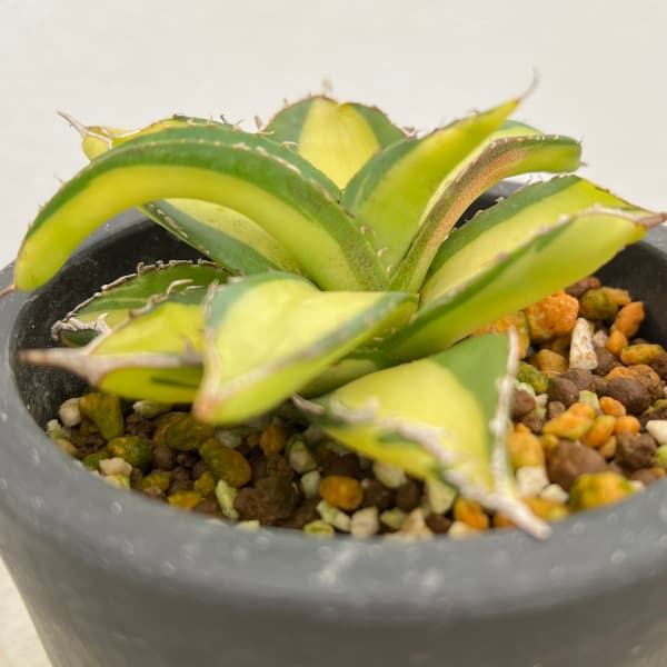 園芸ネット本店｜アガベ：チタノタ No.1 白中斑（発根済） 3号鉢植え23