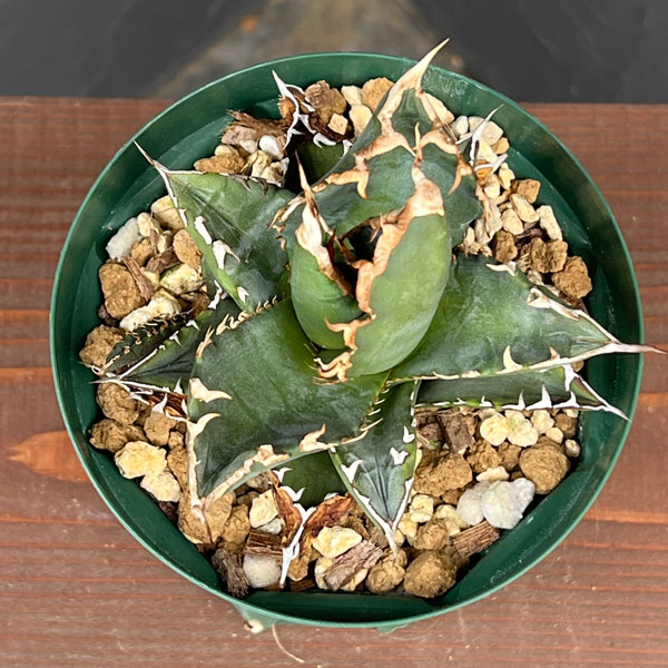 園芸ネット本店｜（わけあり特価）アガベ：チタノタ ソーラー