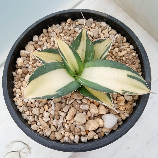 園芸ネット本店｜アガベ：チタノタ No.1白中斑（発根済） 3.5号23-03