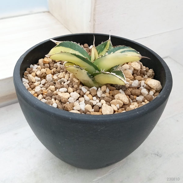 園芸ネット本店｜アガベ：チタノタ No.1白中斑（発根済） 3.5号23-03