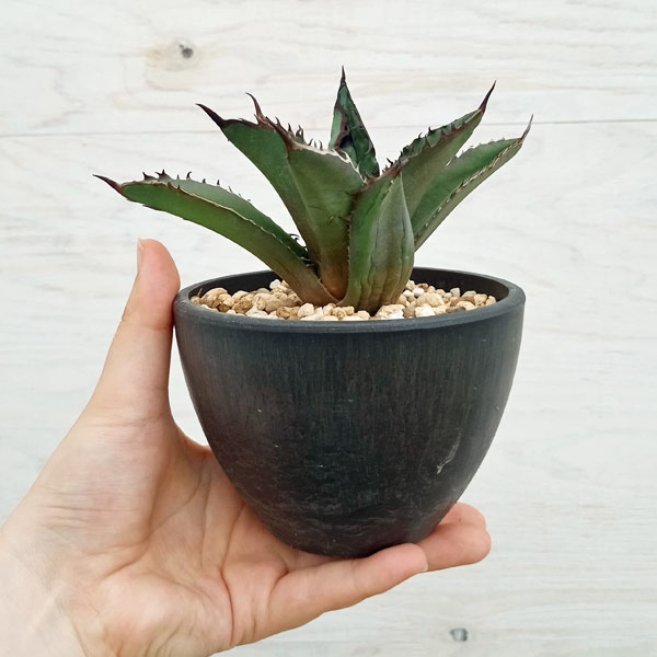 園芸ネット本店｜アガベ：チタノタ ブラック ファイヤー（発根済み） 3