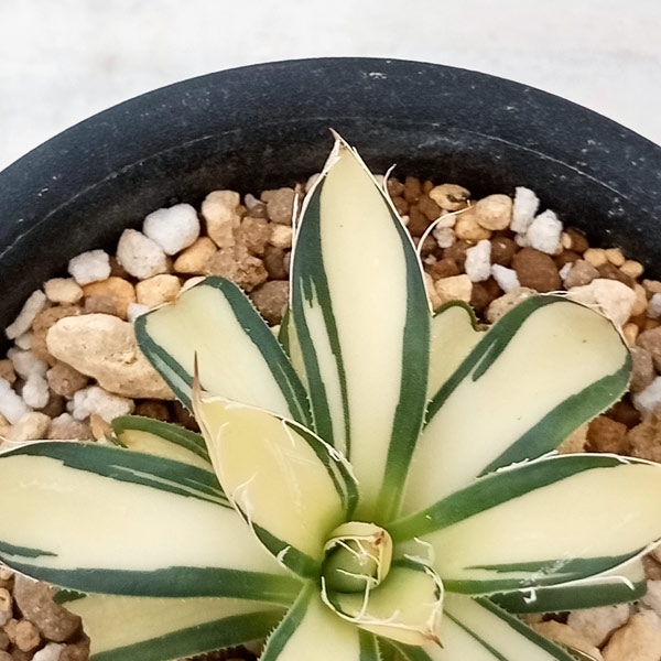 園芸ネット本店｜アガベ：白糸の王妃乱雪 黄中斑（発根済） 3.5号