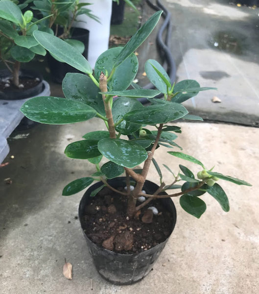 園芸ネット本店｜パンダガジュマル 3.5号ポット の通販【公式】