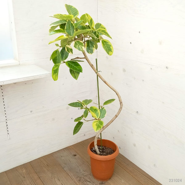 園芸ネット本店｜フィカス：アルテシマ（曲がり）8号鉢植え の通販【公式】