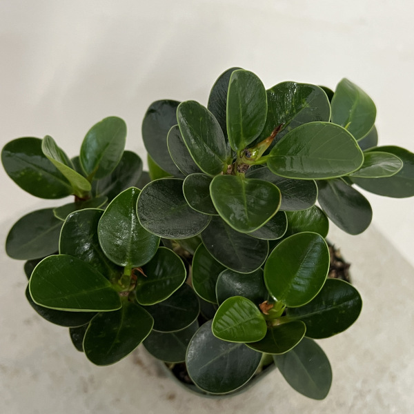 園芸ネット本店｜ガジュマル：ミニパンダガジュマル（コパンダ