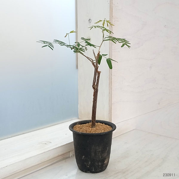 園芸ネット本店｜デロニクス：デカリー 3号鉢植え の通販【公式】