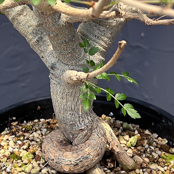 園芸ネット本店｜ボスウェリア：ネグレクタ 7号鉢植え 23-01 の通販