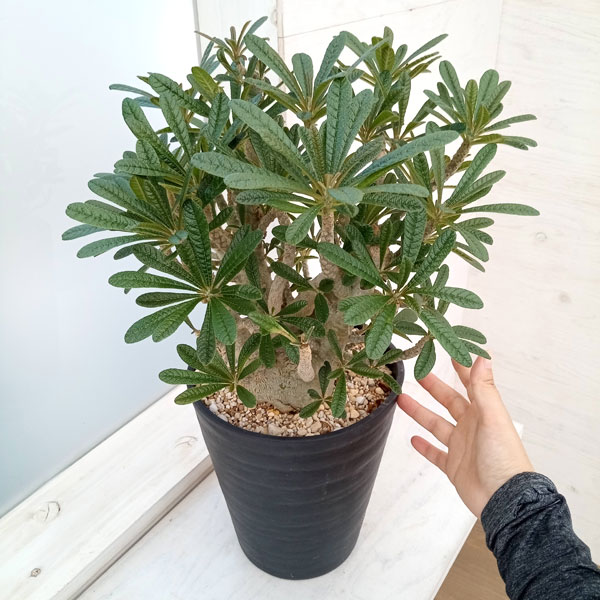 園芸ネット本店｜ドルステニア：ギガス 7号鉢植え23-02 の通販【公式】