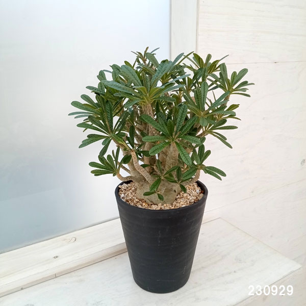 園芸ネット本店｜ドルステニア：ギガス 7号鉢植え23-02 の通販【公式】