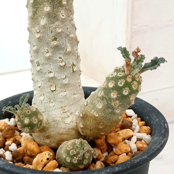 園芸ネット本店｜ドルステニア：ラブラニー 2.5号鉢植え23-02 の通販