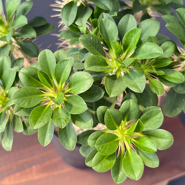 園芸ネット本店｜[ザ・ファームセレクト]ユーフォルビア