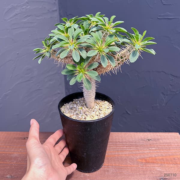 園芸ネット本店｜ユーフォルビア：ギラウミニアナ 4号鉢植え23-06 の