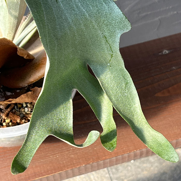 園芸ネット本店｜（わけあり特価）ビカクシダ（コウモリラン）： Woot