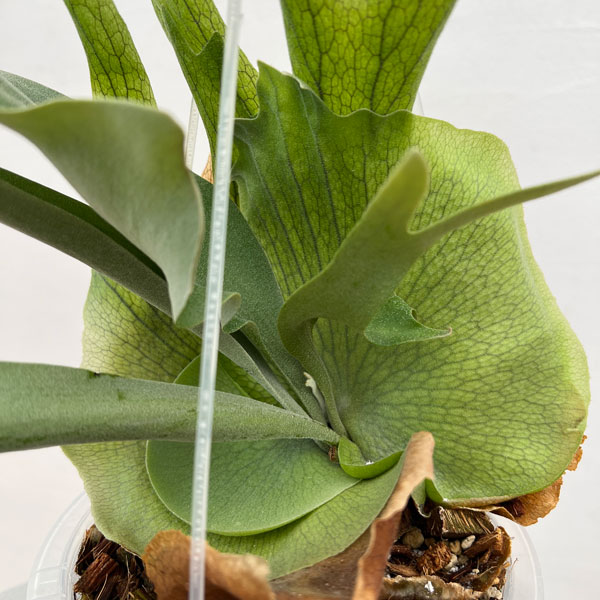 園芸ネット本店｜ビカクシダ（コウモリラン）：ウィリンキーバリー