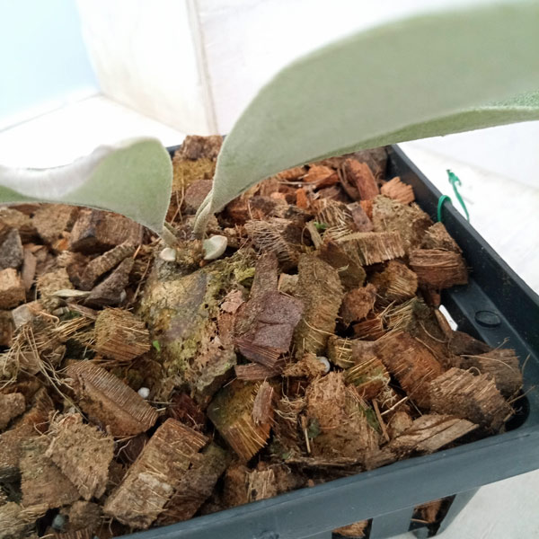 園芸ネット本店｜ビカクシダ（コウモリラン）：ベイチー プミルム14.5