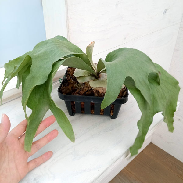 園芸ネット本店｜ビカクシダ（コウモリラン）：麒麟（キリン） 14.5