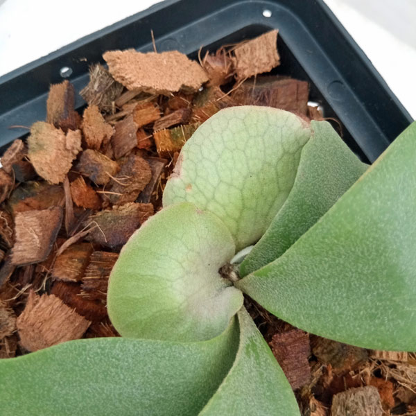 園芸ネット本店｜ビカクシダ：ミックススポア株（willinckii Wild Cat