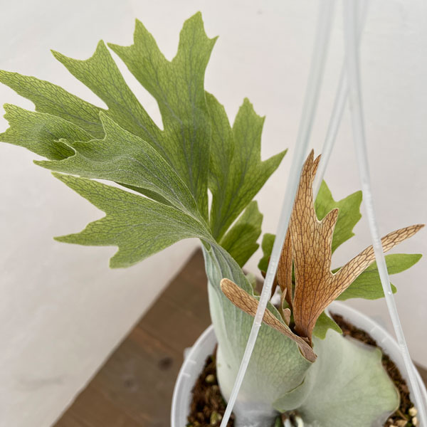 園芸ネット本店｜ビカクシダ（コウモリラン）：willinckii x veitchii