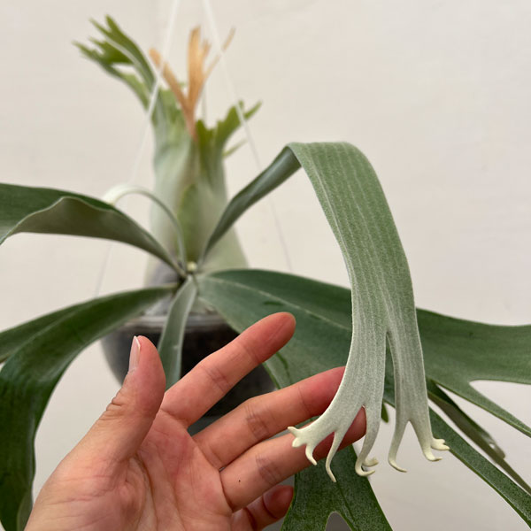 園芸ネット本店｜ビカクシダ（コウモリラン）：willinckii x veitchii