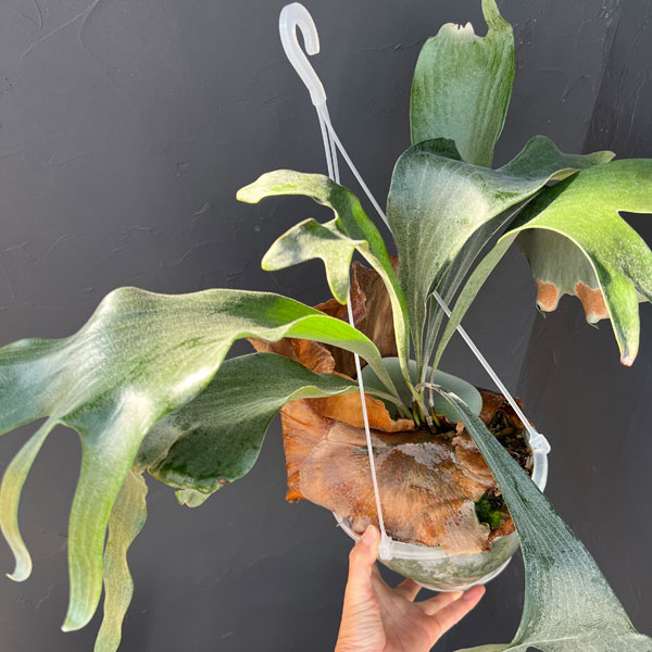 園芸ネット本店｜ビカクシダ（コウモリラン）：ヒリー スポア#5 6号