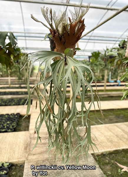 園芸ネット本店｜[送料無料]ビカクシダ（コウモリラン）：ウィリンキー