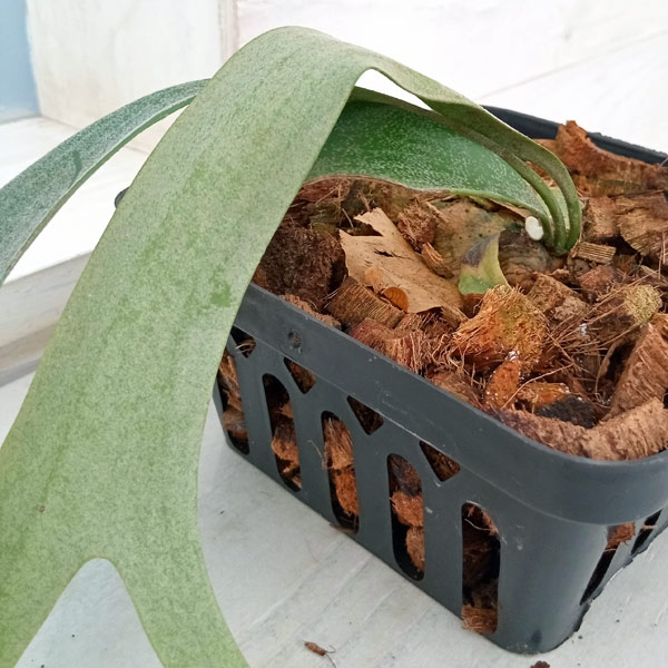 園芸ネット本店｜[ザ・ファームセレクト]ビカクシダ：ピーカヌム（P