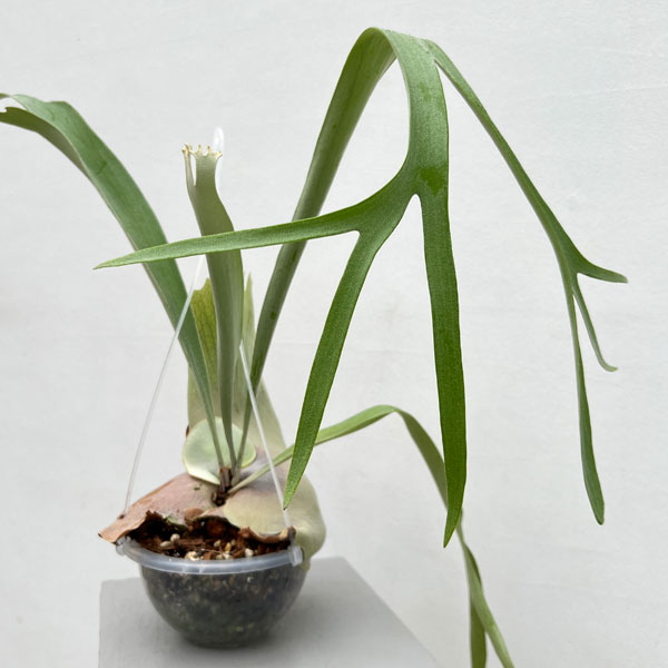 園芸ネット本店｜ビカクシダ：スリボウ(willinckii x veitchii cv