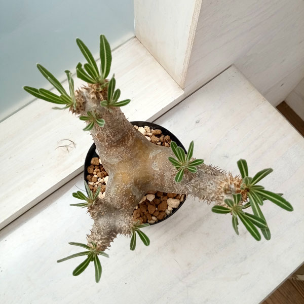 園芸ネット本店｜パキポディウム ：イノピナツム 5号鉢植え23-01 の