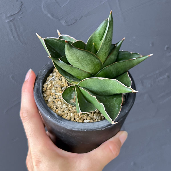 園芸ネット本店｜サンスベリア：オペラハウス 3号鉢植え23-01 の通販