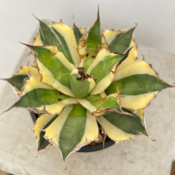 園芸ネット本店｜アガベ：チタノタ スナグルトゥース 3.5号鉢植え23-01