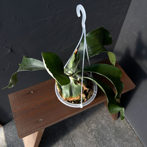 園芸ネット本店｜ビカクシダ（コウモリラン）：麒麟（キリン）スポア株