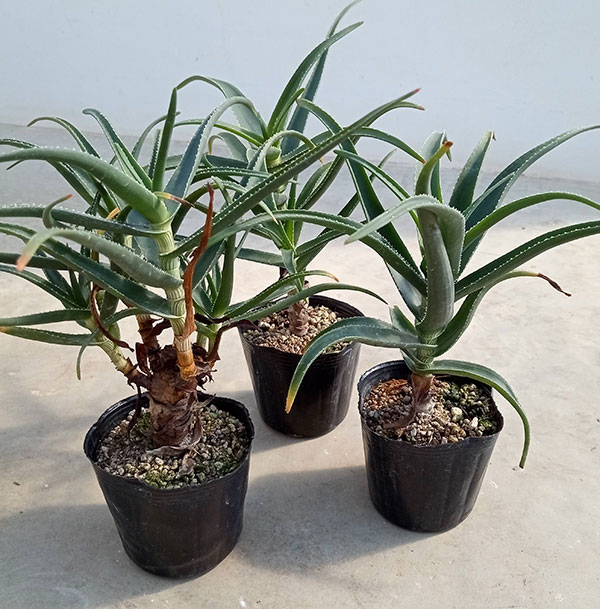 園芸ネット本店｜アロエ：ストリアツラ 3号ポット の通販【公式】
