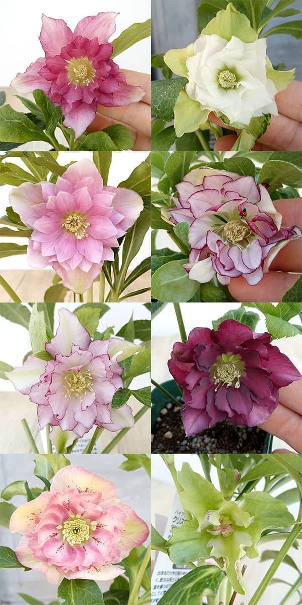 園芸ネット本店｜クリスマスローズ：俊峰園さんオリジナル八重咲花色