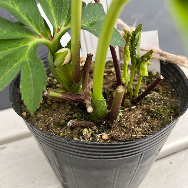 園芸ネット本店｜大和園さんのクリスマスローズ：24-13パステリッシュ