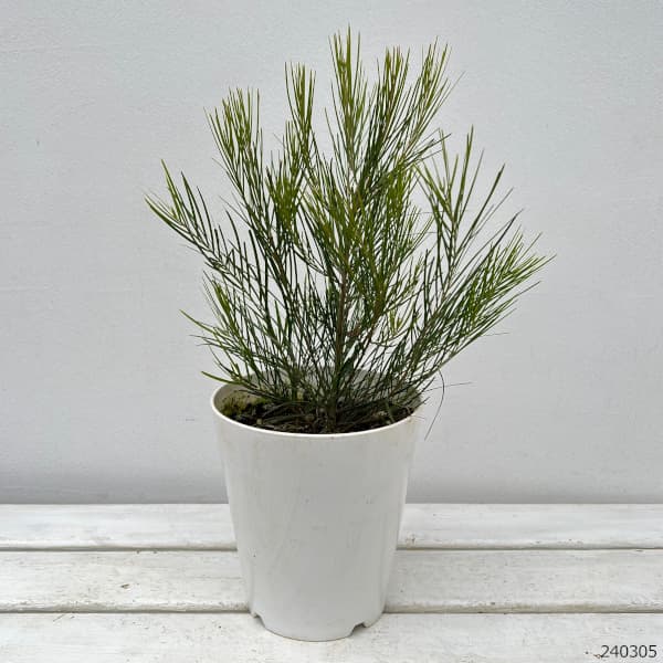 園芸ネット本店｜アカシア：フロリブンダ（ホワイトサローワトル